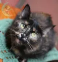 Mel