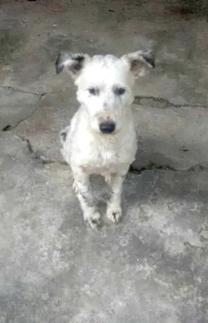 Cachorro raça  idade 4 anos nome Cícero 