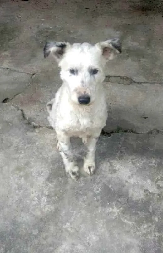 Cachorro ra a idade 4 anos nome Cícero