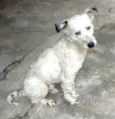 Cícero