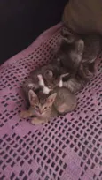 Gatinhos