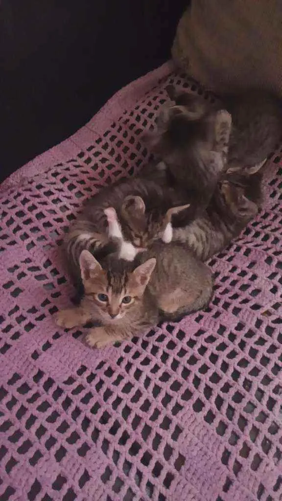 Gato raça Simples idade 2 a 6 meses nome Gatinhos