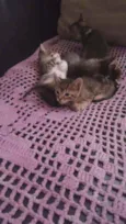 Gatinhos