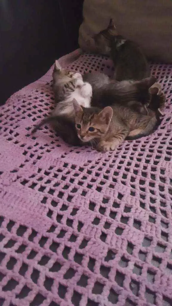 Gato raça Simples idade 2 a 6 meses nome Gatinhos