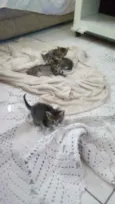 Gatinhos