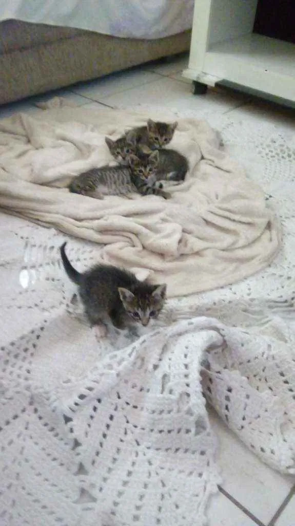 Gato raça Simples idade 2 a 6 meses nome Gatinhos