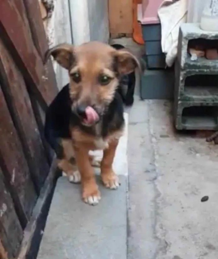 Cachorro ra a SRD idade 2 a 6 meses nome Luke