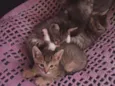 Gatinhos