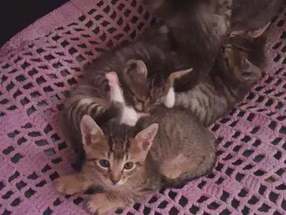 Gato raça Simples idade 2 a 6 meses nome Gatinhos