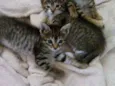 Gatinhos