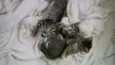 Gatinhos