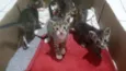 Gatinhos