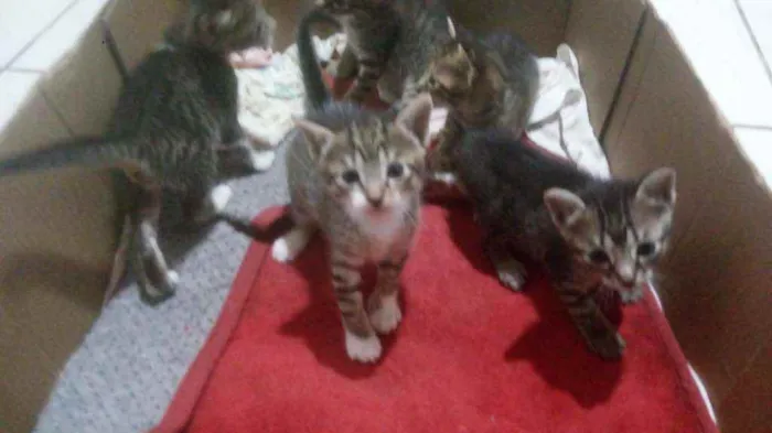 Gato raça Simples idade 2 a 6 meses nome Gatinhos