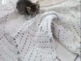 Gatinhos