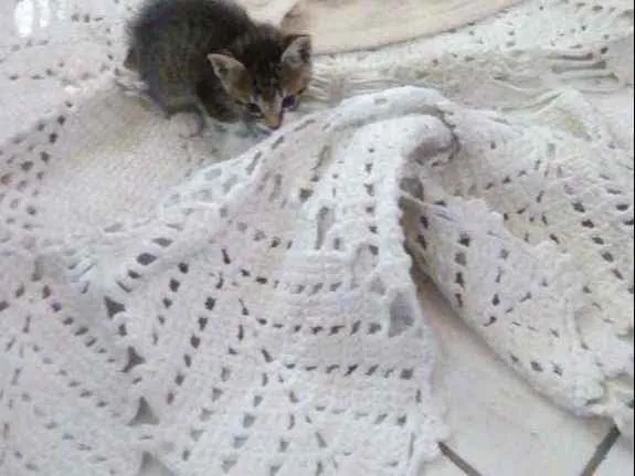 Gato raça Simples idade 2 a 6 meses nome Gatinhos