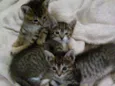Gatinhos