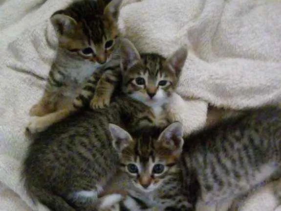Gato raça Simples idade 2 a 6 meses nome Gatinhos