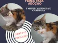 Fêmea linda e dócil