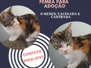 Gato raça SRD idade 2 a 6 meses nome Fêmea linda e dócil