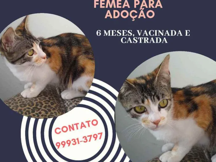 Gato ra a SRD idade 2 a 6 meses nome Fêmea linda e dócil