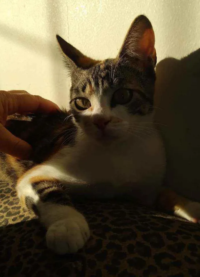 Gato ra a SRD idade 2 a 6 meses nome Fêmea linda e dócil