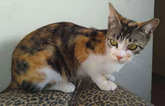 Gato ra a SRD idade 2 a 6 meses nome Fêmea linda e dócil
