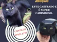 Lindo macho p/ doaçã