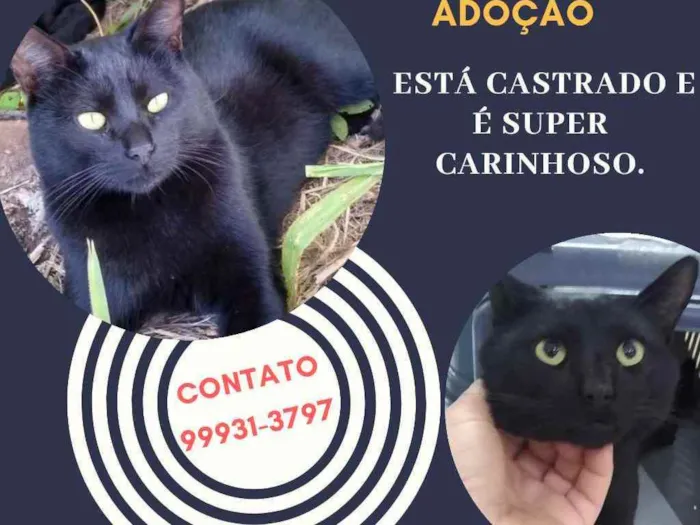 Gato ra a SRD idade 1 ano nome Lindo macho p/ doaçã