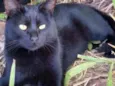 Lindo macho p/ doaçã