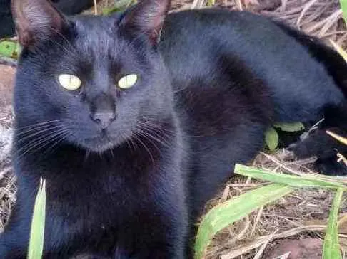 Gato ra a SRD idade 1 ano nome Lindo macho p/ doaçã