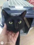 Lindo macho p/ doaçã