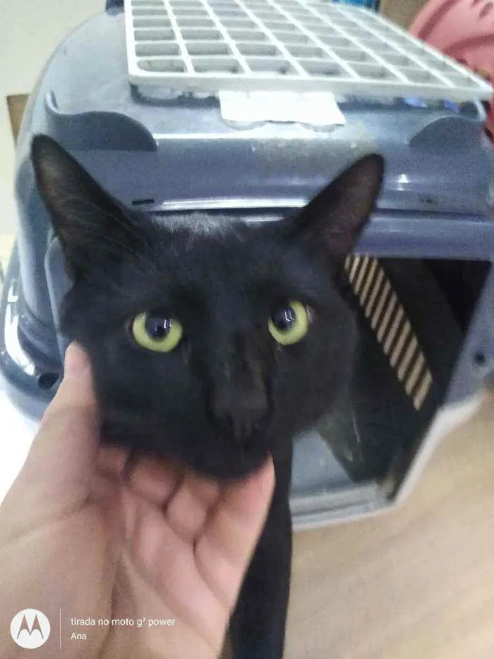 Gato ra a SRD idade 1 ano nome Lindo macho p/ doaçã