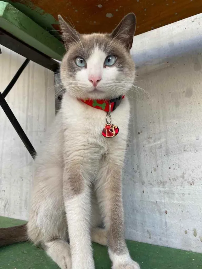 Gato ra a  idade 1 ano nome Luan 
