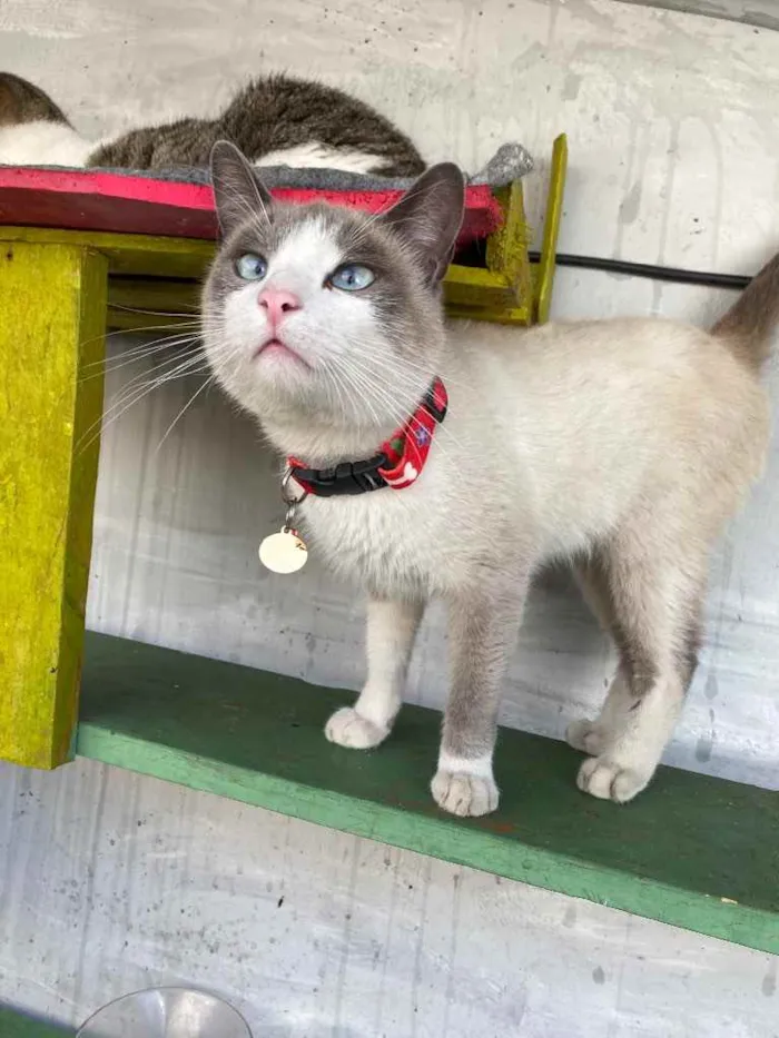 Gato ra a  idade 1 ano nome Luan 