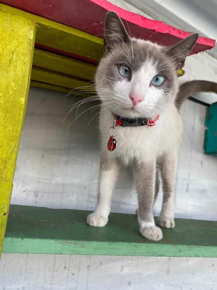 Gato ra a  idade 1 ano nome Luan 
