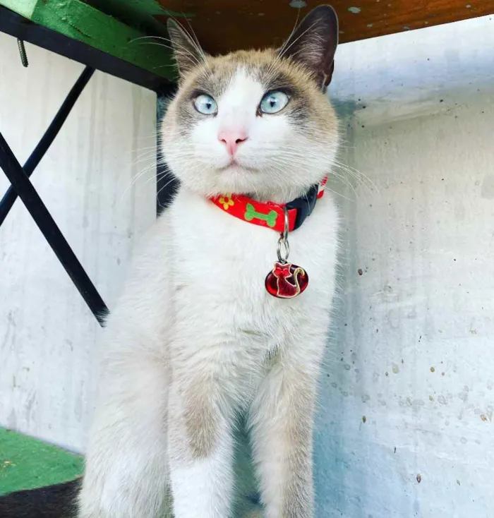 Gato ra a  idade 1 ano nome Luan 