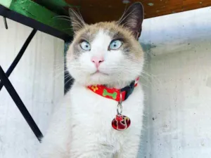 Gato raça  idade 1 ano nome Luan 