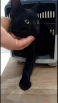 Lindo macho p/ doaçã