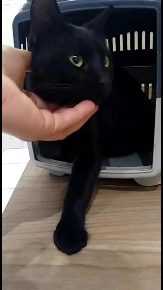 Gato ra a SRD idade 1 ano nome Lindo macho p/ doaçã