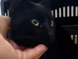 Lindo macho p/ doaçã