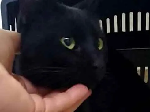 Gato ra a SRD idade 1 ano nome Lindo macho p/ doaçã