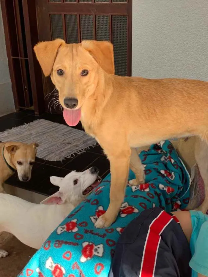 Cachorro ra a Srd idade  nome Larissa