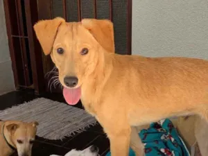 Cachorro raça Srd idade  nome Larissa