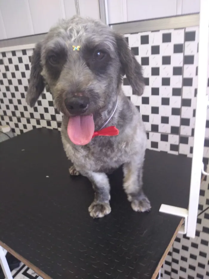 Cachorro ra a Poodle com vira-lata idade 1 ano nome Bolt