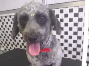 Cachorro raça Poodle com vira-lata idade 1 ano nome Bolt