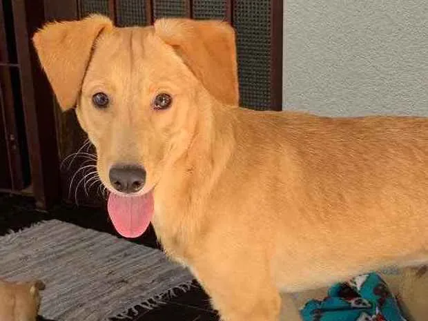 Cachorro ra a Srd idade  nome Larissa
