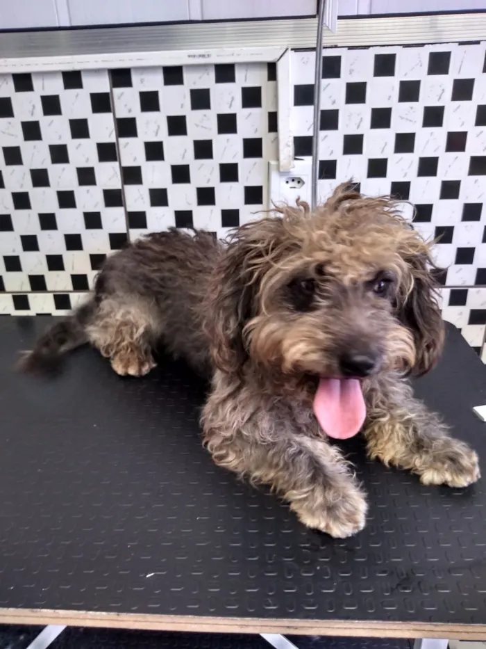Cachorro ra a Poodle com vira-lata idade 1 ano nome Bolt
