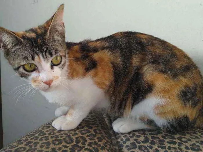 Gato ra a SRD idade 2 a 6 meses nome Fêmea linda e dócil
