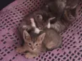 Gatinhos