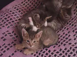 Gato raça Simples idade 2 a 6 meses nome Gatinhos